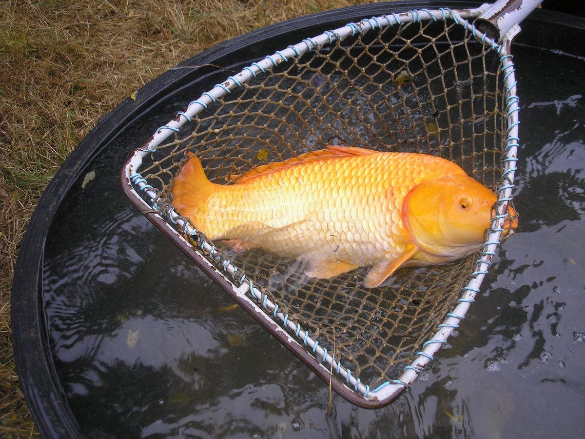 Vylov Hute 2 013.jpg